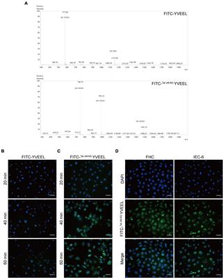 Peptide Tat(48–60) YVEEL protects against necrotizing enterocolitis through inhibition of toll-like receptor 4-mediated signaling in a phosphatidylinositol 3-kinase/AKT dependent manner